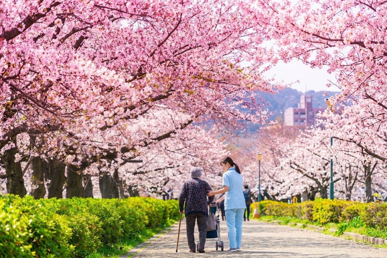 お花見。桜並木の道を歩く様子